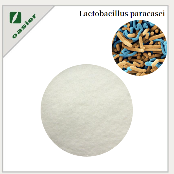 Lactobacillus Paracasei Freeze-dried Powder